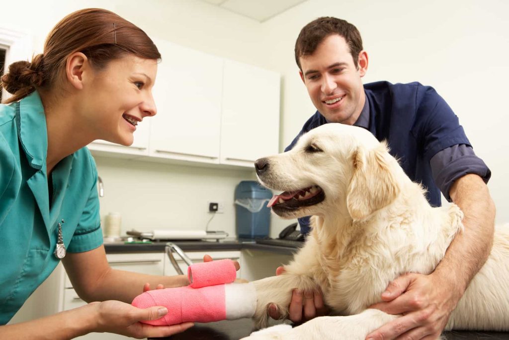 A veterinarian and a man are caring for a Golden Retriever. The dog has its front left leg bandaged with a pink wrap and is resting on the examination table. The vet and owner appear to be engaged in ensuring the dog's comfort and well-being.