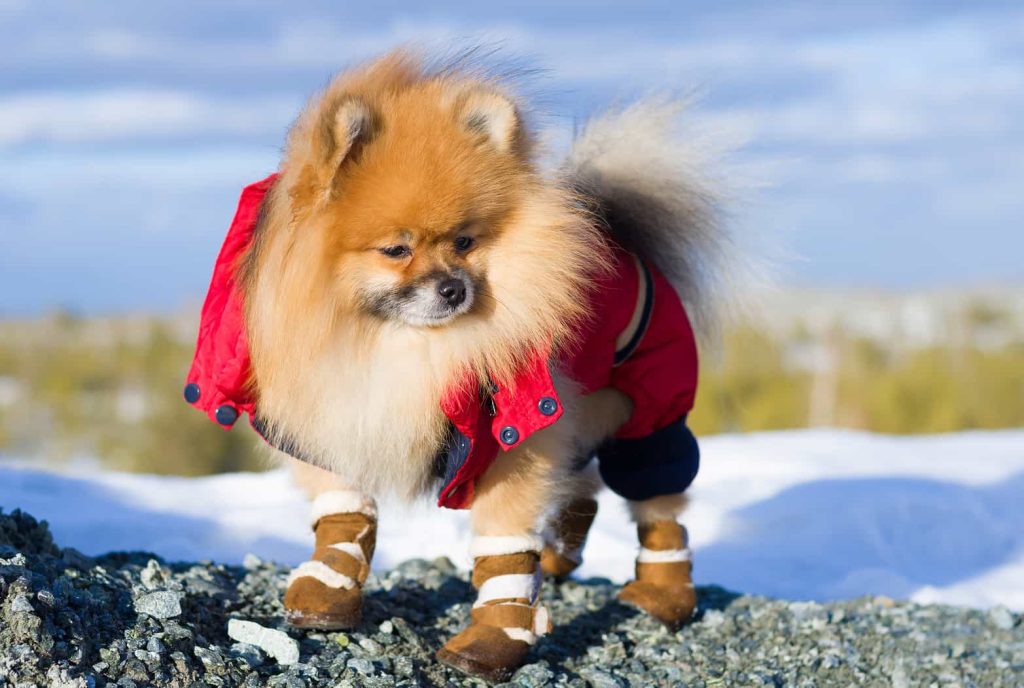 A fluffy Pomeranian dog stands outdoors on a rocky surface, wearing a red jacket and brown booties. Snow-covered ground and a blurred forest are visible in the background against a clear blue sky.